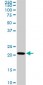 TRAPPC4 Antibody (monoclonal) (M01)